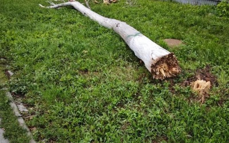 В Самаре на проспекте Ленина спилят аварийные деревья — Самара450