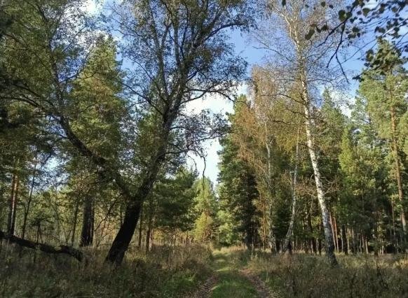 В Самарской области объявили высокий класс пожарной опасности до 9 октября