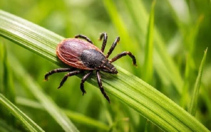 С начала осени от укусов клещей в Самарской области пострадали 440 человек — Самара450